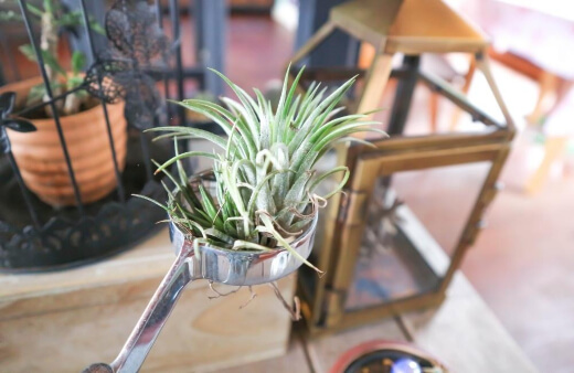Tillandsia is a gorgeous house plant that thrives in unforgiving deserts