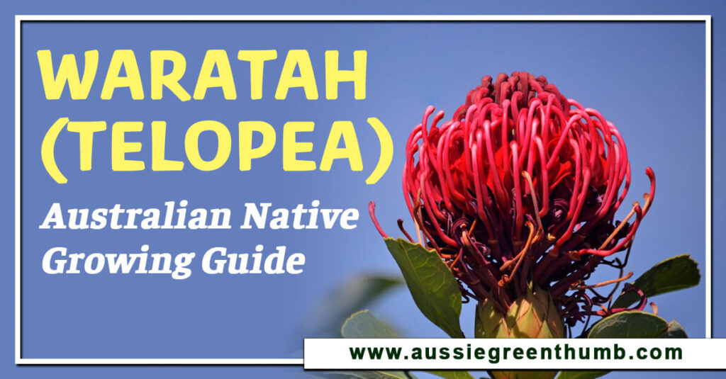 Waratah (Telopea) Australian Native Growing Guide