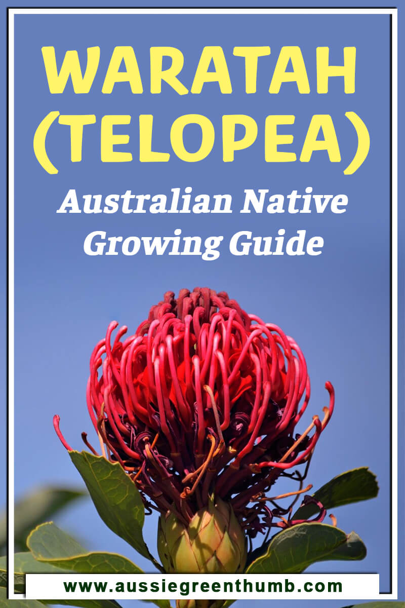 Waratah (Telopea) Australian Native Growing Guide