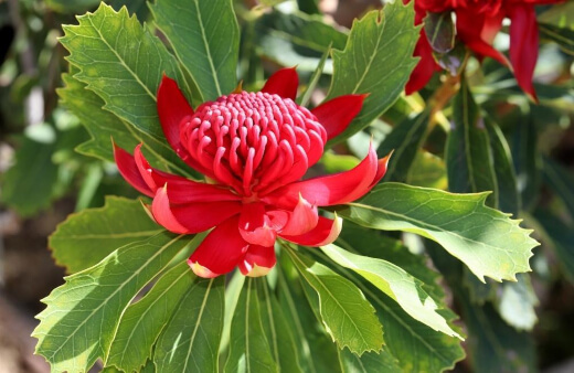 Waratah is one of the most popular varieties found in Australian gardens