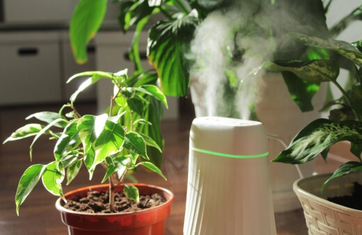 What Plants Need Humidifiers