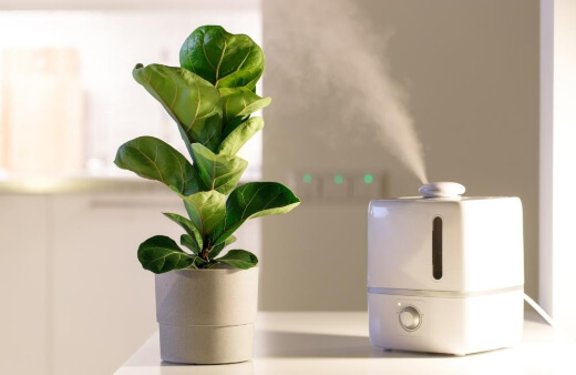 What are Plant Humidifiers