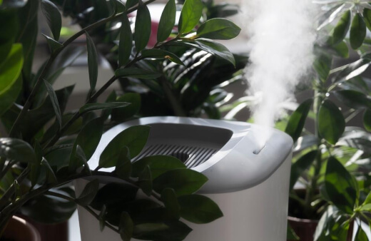 What to Look for When Buying a Plant Humidifier