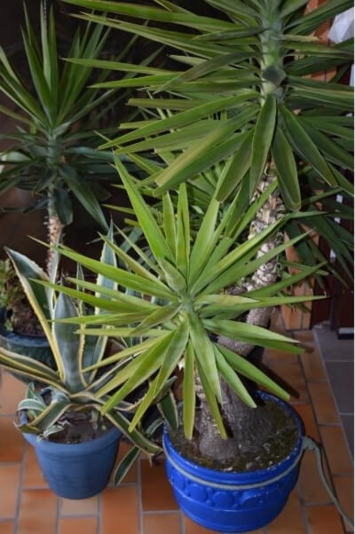 Yucca Plants are fuss-free, easy-care plants with exciting foliage perfect as plants for offices