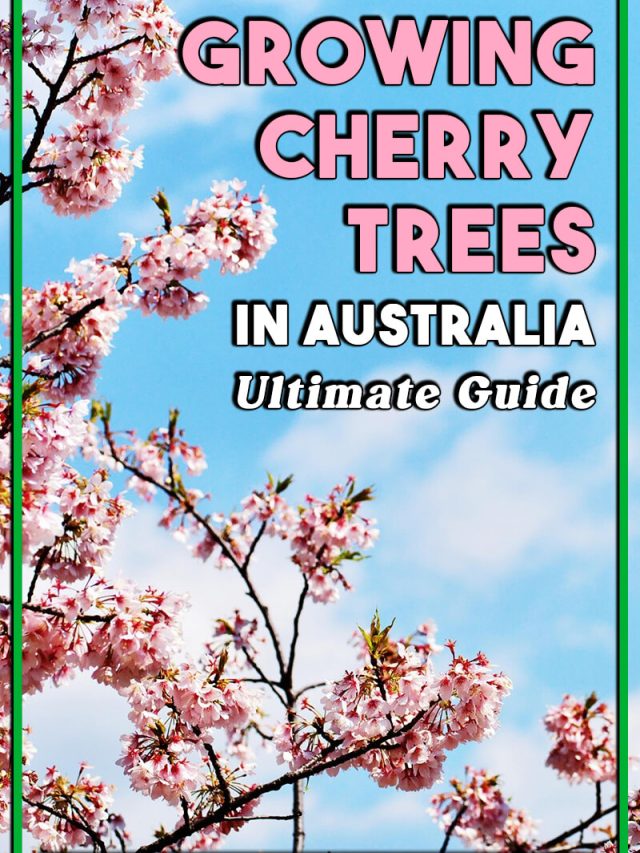 Growing Cherry Trees in Australia Ultimate Guide
