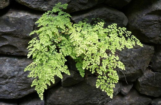 Adiantum Capillus Veneris has fluffy, light, and elegant leaves that can work perfectly in containers or in the ground