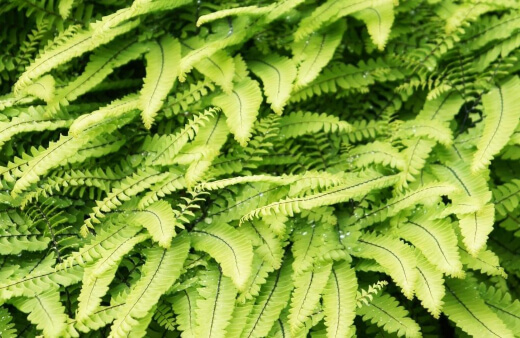 Adiantum Pedatum is one of the most sought-after ferns