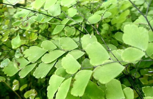 Adiantum Peruvianum has large leaves with smooth edges
