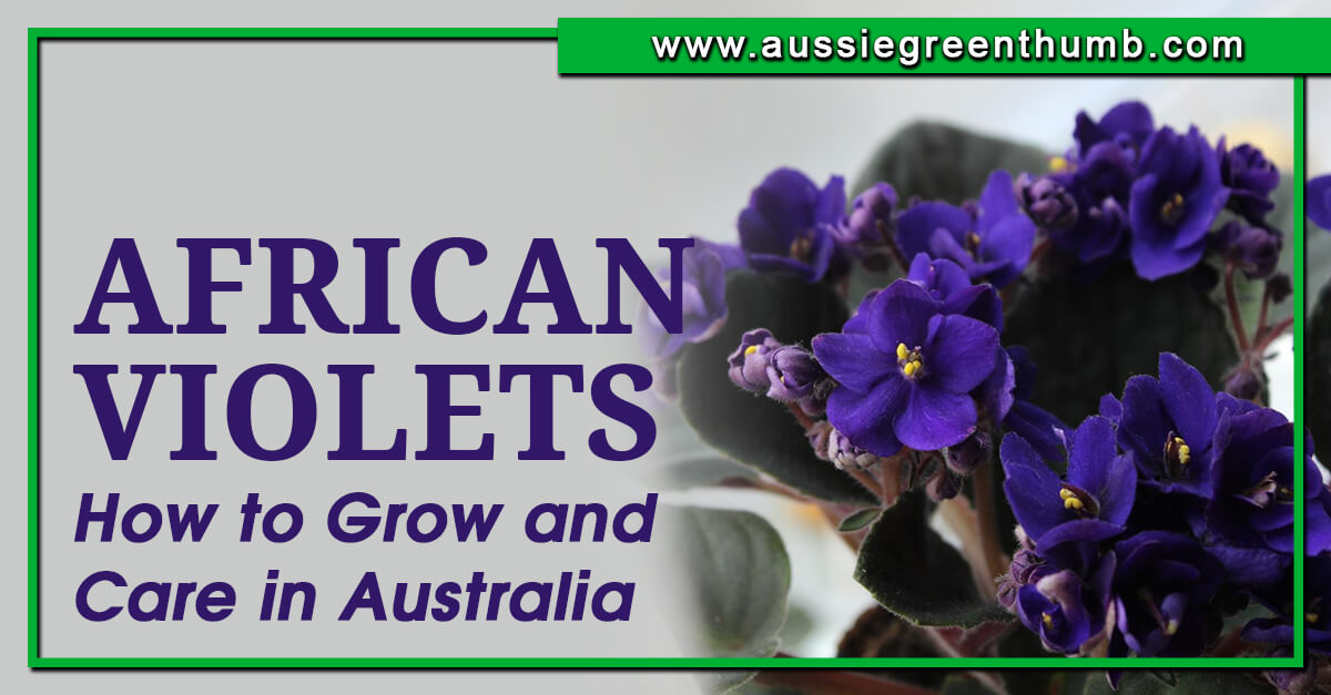 African Violets – How to Grow and Care in Australia