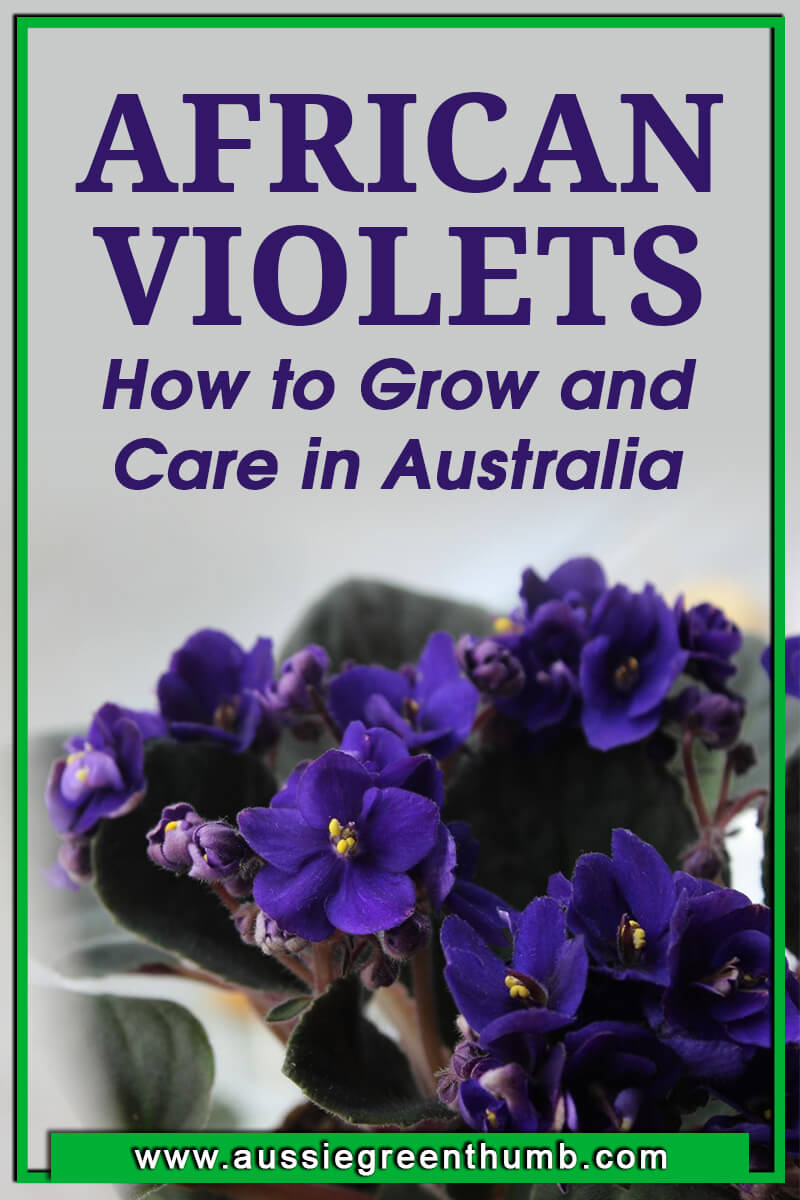 African Violets – How to Grow and Care in Australia