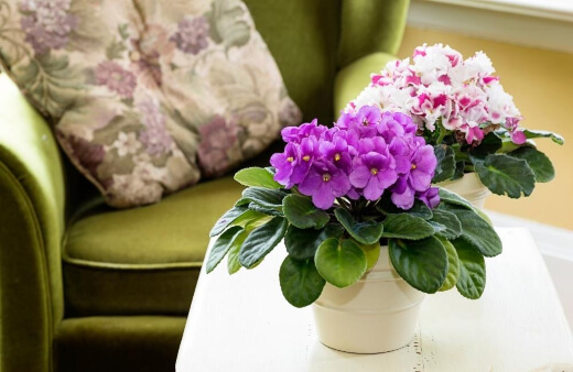 African violet symbolism is devotion, commitment, and faithfulness