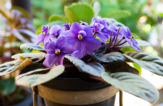 African violets have fleshy furry leaves and produce flowers throughout the summer