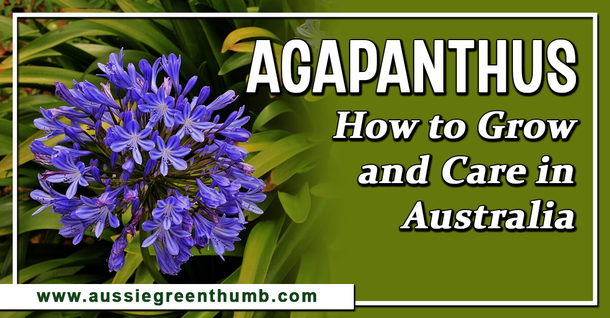 Agapanthus – How to Grow and Care in Australia