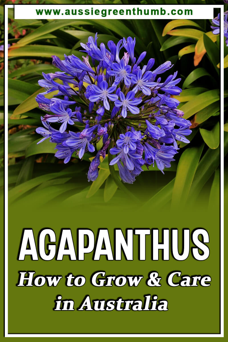 Agapanthus – How to Grow and Care in Australia