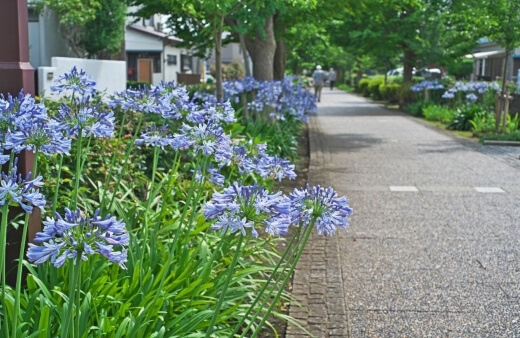 Agapanthus plants are pest free and will outgrow most problems
