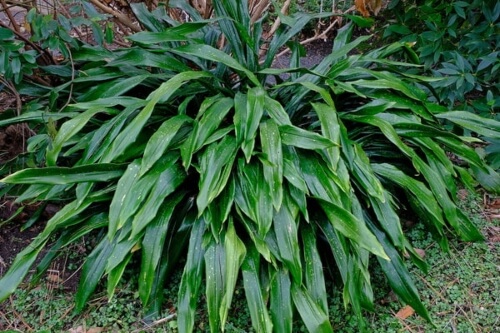 Aspidistra Ebianensis Flowing Fountains takes a softer shape with cascading leaves arching downwards