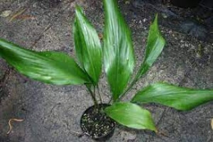 Aspidistra Elatior Hoshi Zora has widely spaced faintly speckled spots on its large leaves