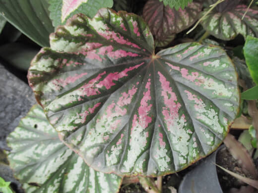 Begonia Candy Stripe is not as hardy as other rhizome rooted begonias, but can last through most winters and return in spring