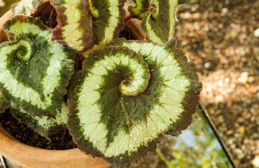 Begonia Escargot are deceptively easy to care for, with rhizomatous roots that are happy to overwinter in most Australian gardens