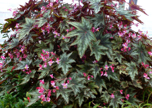 Begonia Montgomery is still a pretty rare plant, as one of the more recently discovered cane begonias