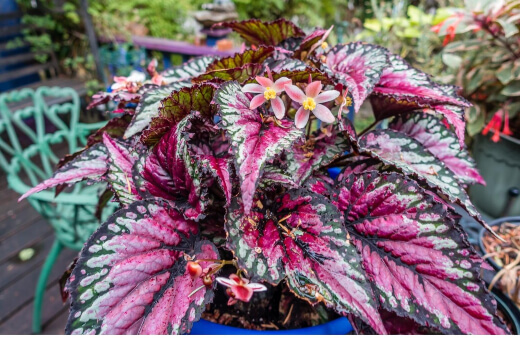 Begonia Rex grows happily outdoors in Australia