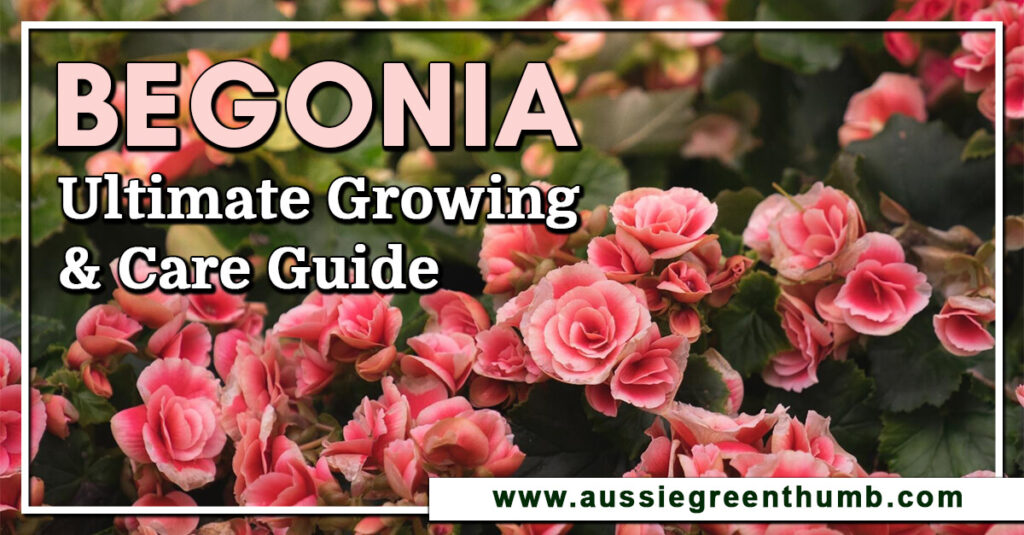 Begonia Ultimate Growing & Care Guide