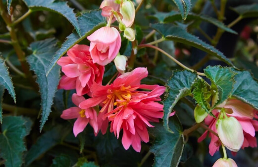 Begonia boliviensis is perfect for hanging baskets too as they naturally flower on drooping stems