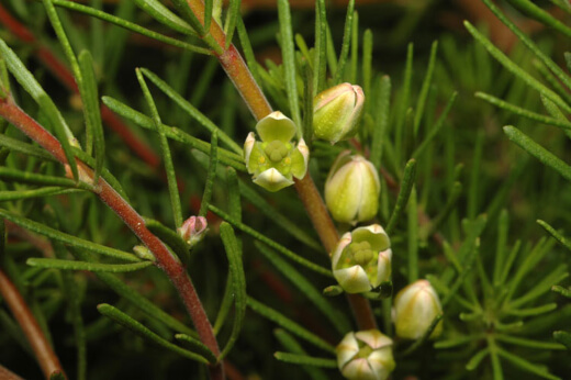 Boronia Clavata has an upright growing habit and is known to be more adaptable than most