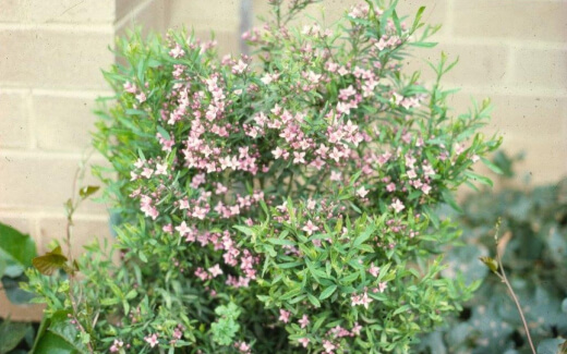 Boronia Denticulata is great for regions with moist soil and rainy regions
