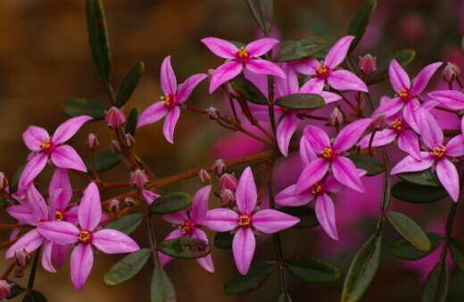 Boronia Fraseri are particularly hard to establish, they make up for it with the gorgeous, deep pink flowers