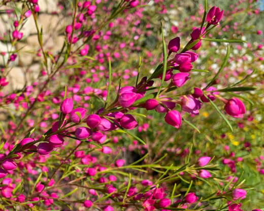 Boronia Heterophylla has gorgeous pink-tinged petals and robust, sweet-scented foliage
