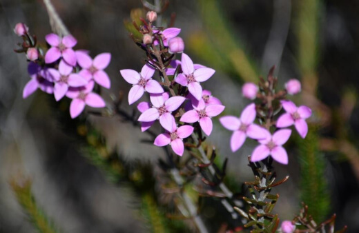 Boronia Ledifolia or Sydney boronia is known for its compact growth and extreme production of blooms