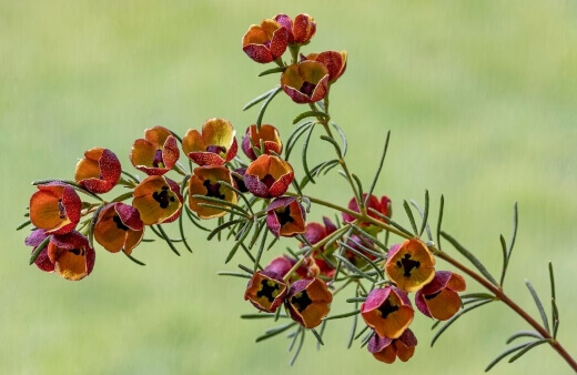 Boronia Megastigma or brown boronia is a Western Australian native with beautifully perfumed flowers and foliage