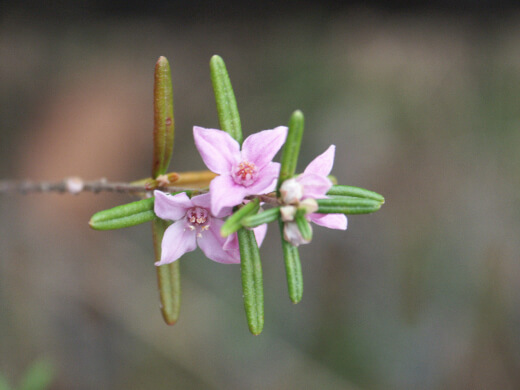 Boronia Rosmarinifolia produces small, slim dark green leaves and pretty little pink flowers