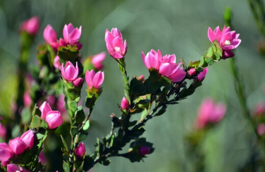 Boronia Serrulata produces gorgeous deep pink flowers with a delicate rose-like fragrance
