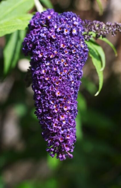 Buddleia Black Knight is the most commonly grown variety