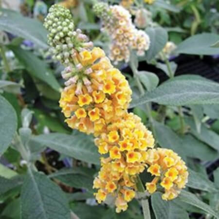 Buddleia Golden Glow has masses of golden yellow ball-shaped blooms