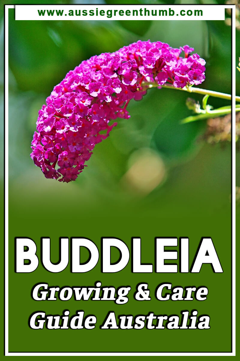 Buddleia Growing & Care Guide Australia
