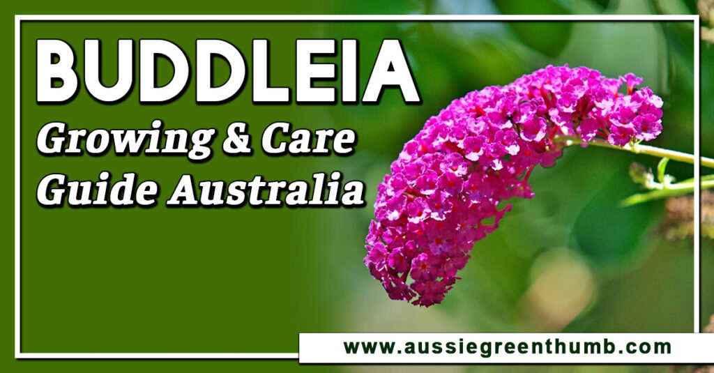 Buddleia Growing & Care Guide Australia