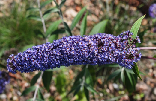 Buddleia Nanho Blue is perfect for gardens that don’t have space for a large shrub