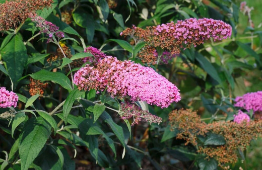 Buddleia Pink Delight can reach up to 4 metres high and 2 metres wide