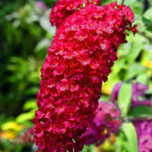 Buddleia Royal Red can attract butterflies and other nectar-loving wildlife