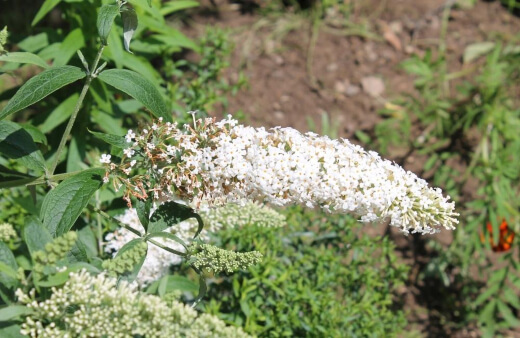 Buddleia White Profusion is one of the oldest varieties of Buddleia