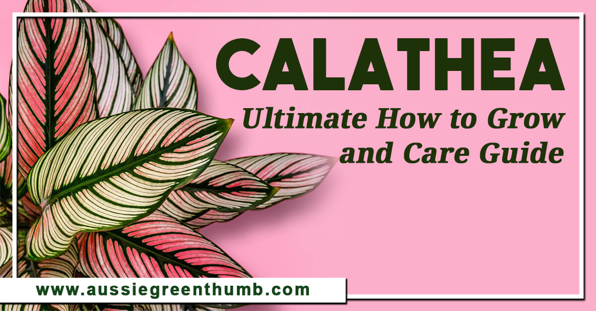 Calathea – Ultimate How to Grow and Care Guide