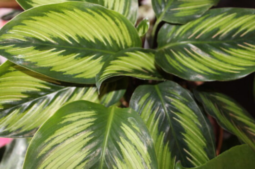 Calathea Beauty Star is another variety that has many visual similarities with the peacock plant.
