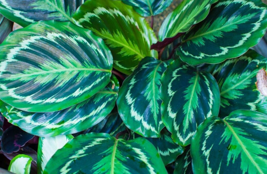 Calathea Medallions are really substantial plants with upright round leaves and blood-red undersides that reach up to the moon at night