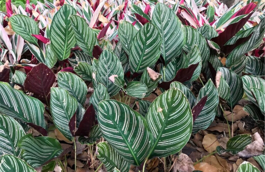 Calathea Ornata, better known as the pinstripe plant, is probably best described as handsome
