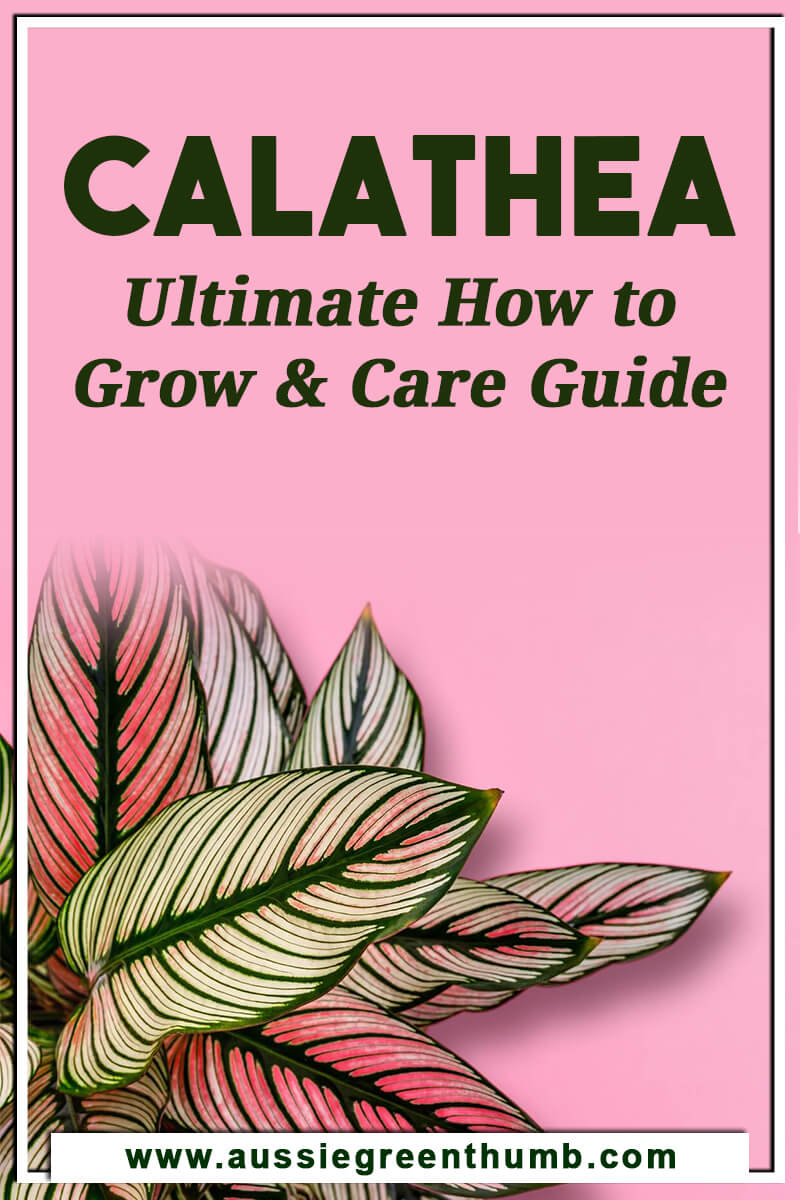 Calathea – Ultimate How to Grow and Care Guide