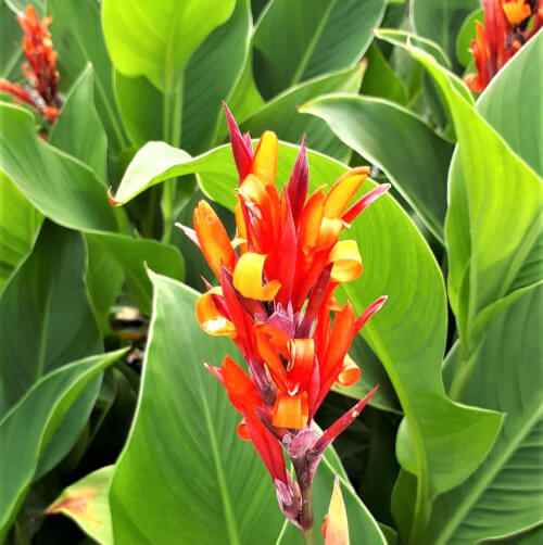 Canna Coccinea shows off raspberry red flowers, with orange or red stamens