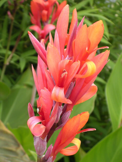 Canna Compacta originated in Southern Brazil and Northern Argentina